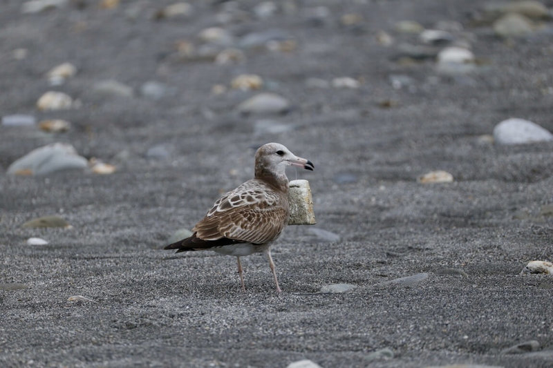 入冬以來,台東卑南溪出海口出現成群黑尾鷗覓食,有眼尖鳥友發現,其中一隻黑尾鷗胸前有異物,遠看以為是只杯子,仔細觀察,鳥身被疑似釣魚線及保麗龍套住,影響其正常行動與覓食能力。(鳥友提供)中央社記者李先鳳傳真 115年2月1日