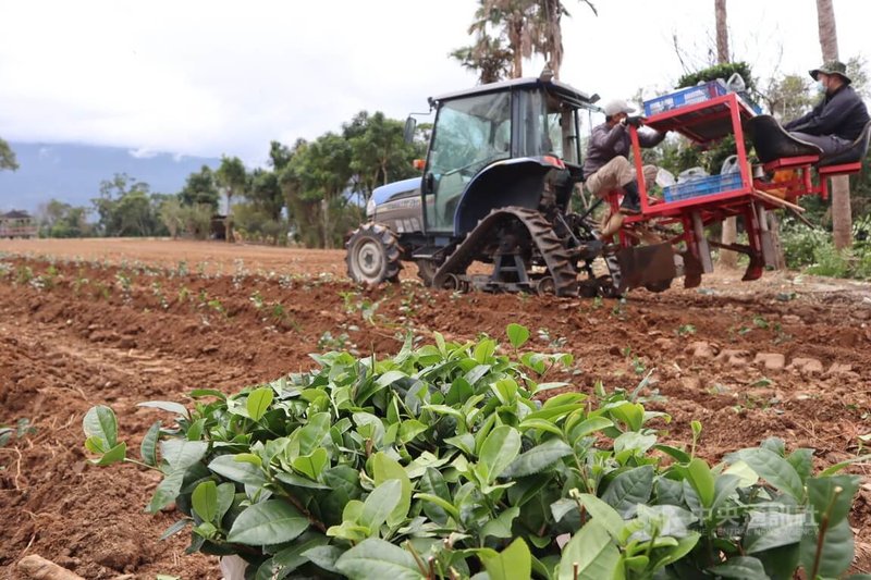 第3代茶農林和春返鄉幫忙父親種茶10年、自己全台各地代耕也有10年經驗累積，他認為，「茶」是學不完的一門技術，永遠都會有新的發現。中央社記者李先鳳攝　115年2月1日
