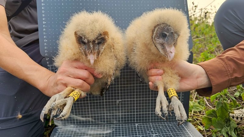 國立屏東科技大學研究團隊2025年12月初在屏南林邊溪流域發現草鴞築巢，在幼鳥滿月之際，進行型質測量、健康檢查與上腳環作業，以利持續追蹤幼鳥離巢後生存狀況。（林業及自然保育署屏東分署提供）中央社記者黃郁菁傳真　115年2月2日
