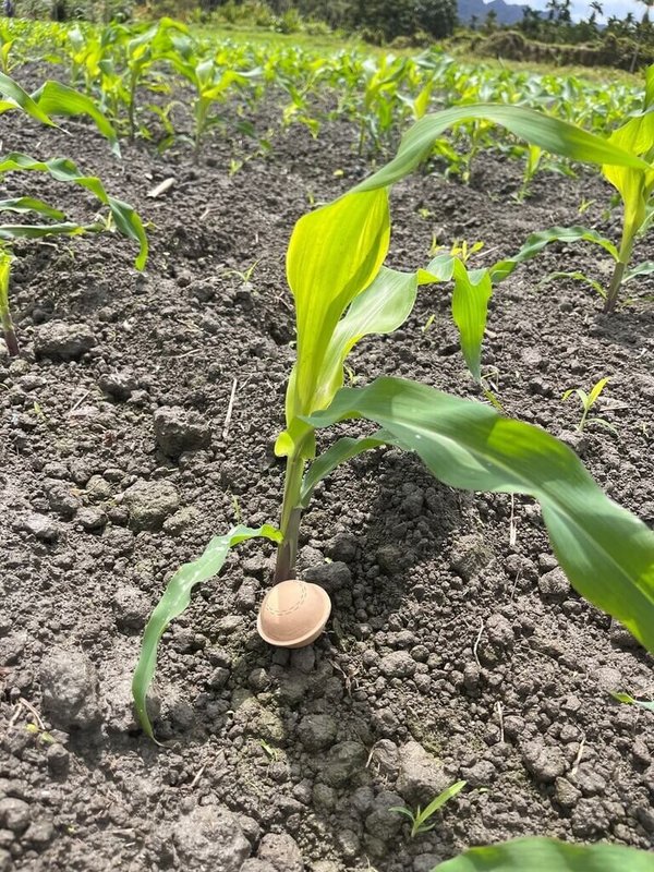農業部花蓮區農業改良場為能更有效預防農作蟲害，與多個單位合作，開發「寄生蜂球」及「GPS定位無人機投放技術」，經田間試驗，相較於傳統手釘蜂片，效率提高6至10倍。（花蓮農改場提供）中央社記者汪淑芬傳真　115年2月2日