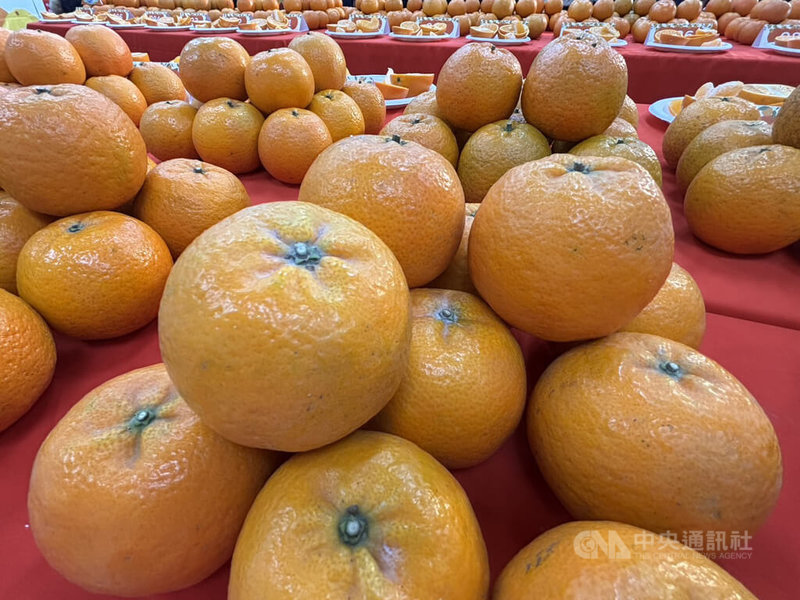 新竹縣政府3日說，竹縣柑桔種植面積達2128公頃、產量3萬577公噸，年產值可達新台幣13億元，有「柑桔的故鄉」美譽；其中，桶柑為竹縣最大宗的柑桔品種，年產值達7億元。中央社記者郭宣彣攝　115年2月3日