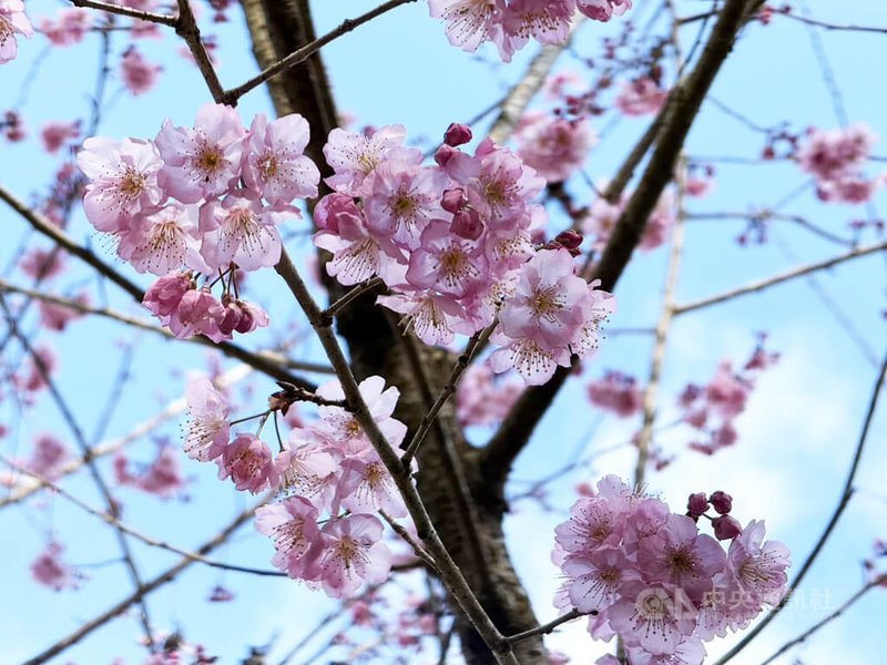 雲林縣草嶺、石壁種植逾2萬株櫻花遍布山城，包含紅粉佳人、寒櫻、八重櫻、富士櫻及垂櫻等超過20種櫻花陸續綻放，目前開花約1成，櫻花季將從2月17日持續到3月1日。中央社記者姜宜菁攝　115年2月3日