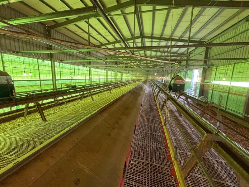 台中市豐原區豐康畜牧場未主動通報病死雞自行掩埋，最後確診禽流感。（台中市政府提供）