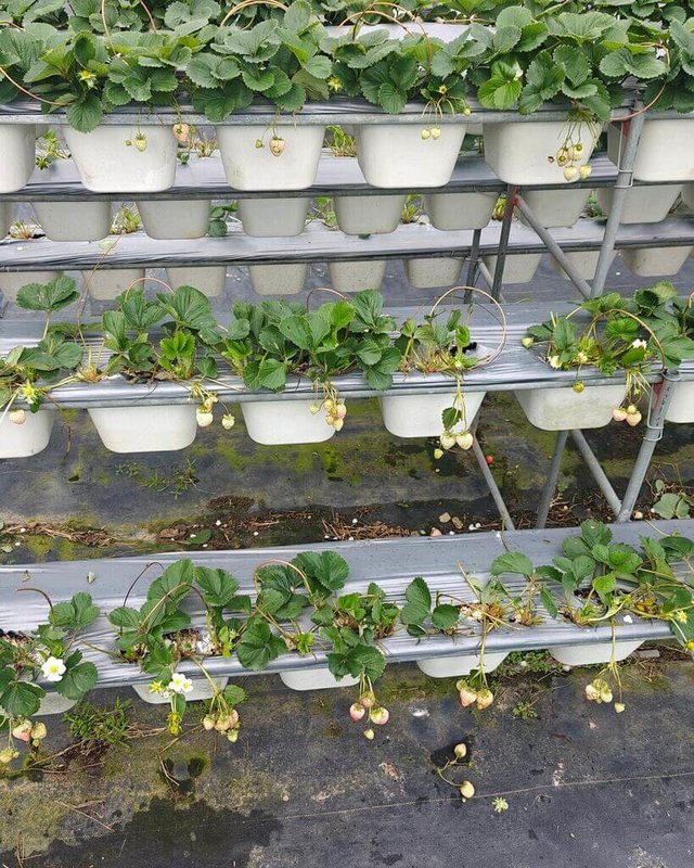 新竹縣關西鎮長鑫莓果農園採無農藥管理，卻長期因牛隻屢次進入園區影響作物生長，園方已請相關單位助找飼主協調。竹縣動保所3日對此表示，將查證釐清，若確認飼主未盡管理之責，將依法裁處。（長鑫莓果農園提供）中央社記者郭宣彣傳真　115年2月3日