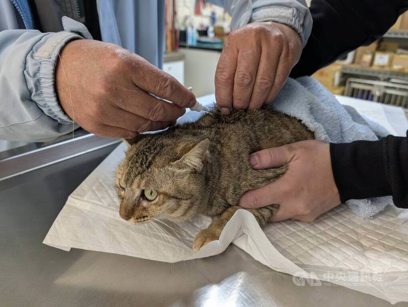 根據動物保護法與農業部公告，民國114年1月1日起飼主必須為家貓植入晶片辦理寵物登記。圖為金門民眾帶家貓至金門縣動植物防疫所施打晶片。中央社記者吳玟嶸攝　115年2月4日