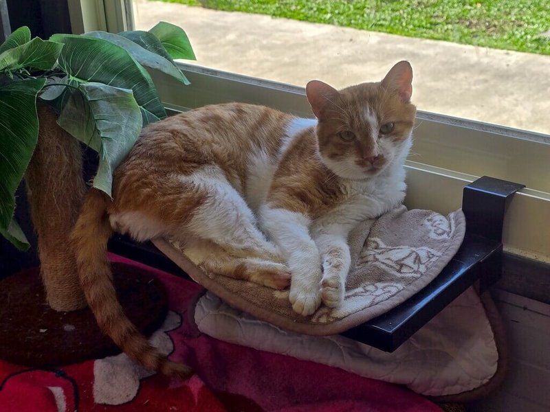 台北市動物保護處4日表示，因春節連假期間多數動物醫院休診，為確保毛孩健康，彙整春節期間營業獸醫診療機構名單共30家以上，希望提供即時就醫治療資訊，讓飼主與毛孩安心過年。（動保處提供）中央社記者劉建邦傳真　115年2月4日