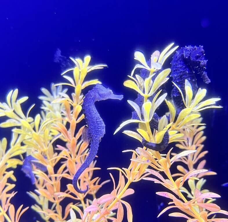 適逢丙午馬年即將倒來，澎湖水族館4日宣布推出「海馬迎新春」活動，邀請民眾一覽海馬悠游美姿，且購票入館民眾還可獲得限量「海馬金幣」，送完為止。（澎湖水族館提供）中央社　115年2月4日