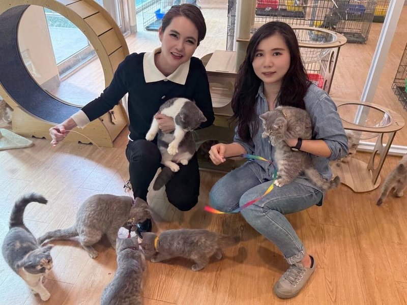 嘉義縣家畜疾病防治所沒入非法繁殖28隻品種貓及緊急救援安置的混種貓1隻，日前推出「喵星人命定配對活動」，超過5660人次登記認養，2月8日將抽出29名幸運飼主。（林珮如提供）中央社記者蔡智明傳真　115年2月5日