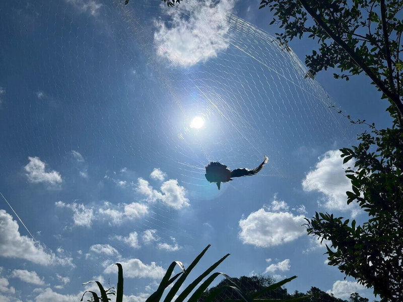 基隆市動物保護防疫所近期委請台灣猛禽研究會清除山區鳥網，本次行動共清除15大袋鳥網，每袋約120公升，並發現保育類動物台灣藍鵲（圖）掛網死亡。（基隆市動物保護防疫所提供）中央社記者王朝鈺傳真　115年2月5日