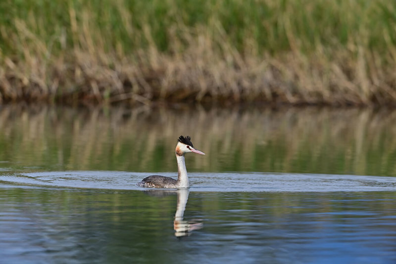 台東市卑南溪出海口近日發現一隻稀有過境水鳥冠鷿鷈停棲，台東縣政府呼籲民眾暫時避免於河口生態觀測池下水從事SUP、滑水等水域活動，以降低人為干擾。（台東縣政府提供）中央社記者盧太城台東傳真　115年2月5日