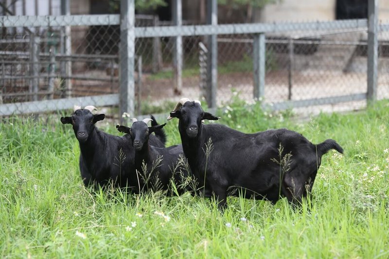 農業部畜產試驗所目前透過更科學化的設施，在山羊人工授精技術上可以更精準，較傳統人工授精方式提升約6個百分點，有效降低精液用量，也減少人力成本。（畜試所提供）中央社記者汪淑芬傳真　115年2月5日