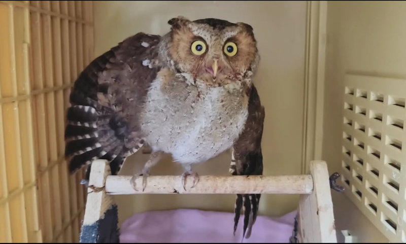 基隆市動物保護防疫所清除山區鳥網，發現保育類動物黃嘴角鴞（圖）掛網，由台灣猛禽研究會帶回照顧，目前雖狀況穩定但呈現警戒狀態，會張開翅膀嚇唬靠近的威脅。（台灣猛禽研究會提供）中央社記者王朝鈺傳真　115年2月5日