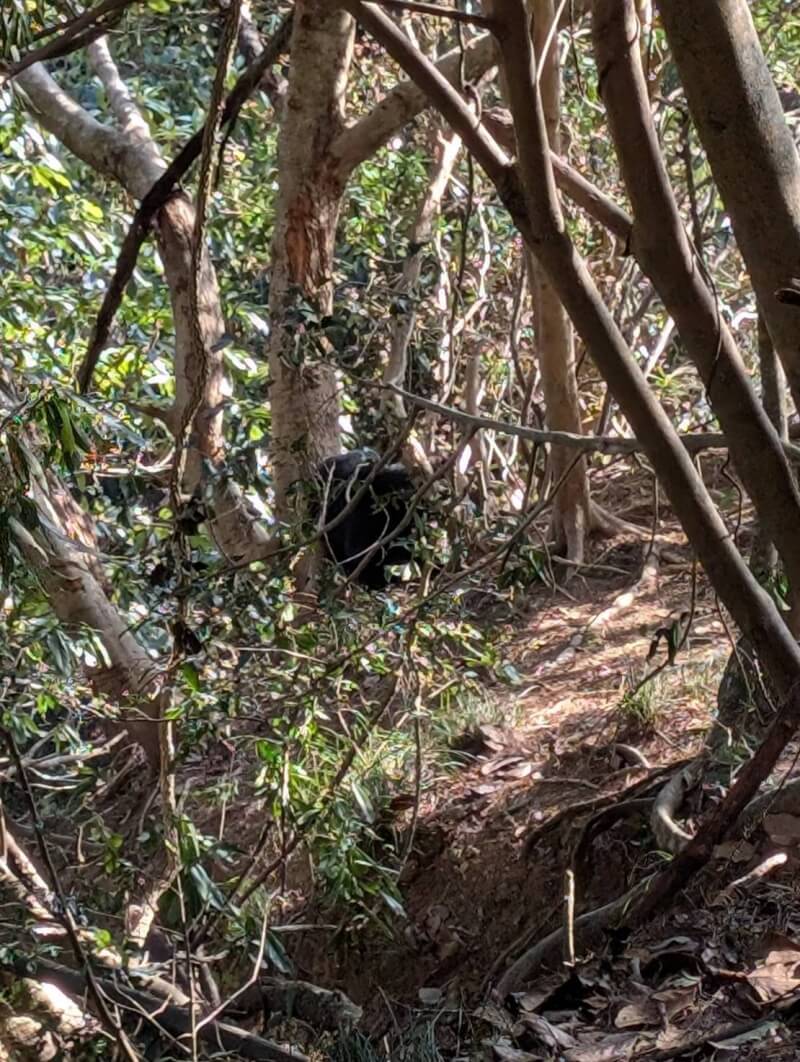 農業部林業及自然保育署新竹分署6日表示，雪見司馬限林道19.5公里下邊坡處，4日發現1隻台灣黑熊受困陷阱，立即啟動跨機關救援。（林保署新竹分署提供）中央社記者管瑞平傳真　115年2月6日