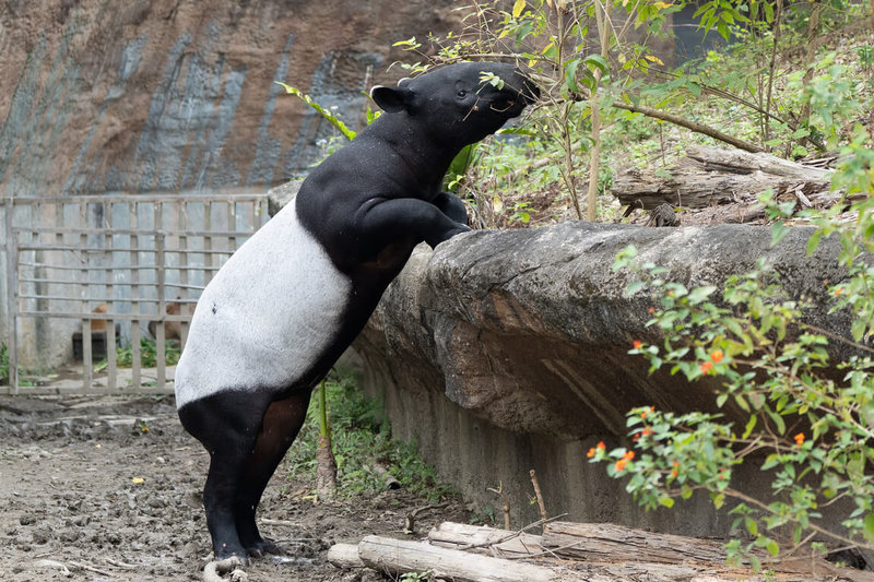 台北市立動物園6日表示，1歲半的馬來貘「莉姆路」已完全換上成年個體外貌，偶爾仍會像小朋友般在戶外活動場蹦蹦跳跳，有時又展現少年的叛逆感，不完全配合保育員的日常醫療與親近訓練。（台北市立動物園提供）中央社記者陳昱婷傳真　115年2月6日
