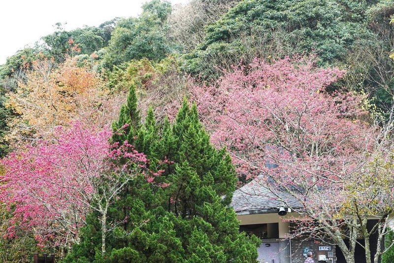 大雪山國家森林遊樂區目前正值櫻花盛開，收費站旁的山櫻花綻放約8成，遊客不論行車與漫步間都能感受枝頭花苞吐露春意。（林業及自然保育署台中分署提供）中央社記者趙麗妍傳真 115年2月6日