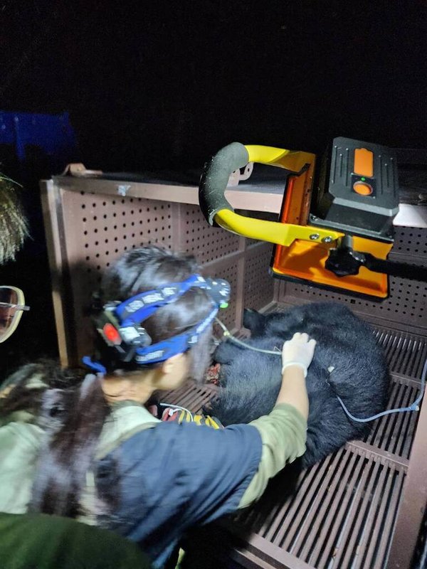 苗栗縣泰安鄉司馬限林道19.5公里下邊坡處，日前發現1隻台灣黑熊受困陷阱，農業部林業及自然保育署新竹分署說，這是該地區首次出現黑熊蹤跡，成功救援後因左前掌傷重截肢，術後狀況穩定。（林保署新竹分署提供）中央社記者管瑞平傳真　115年2月6日