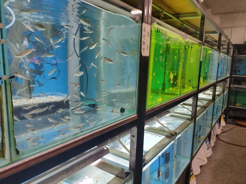 新北市動保處指出，台灣水族業觀賞魚出口產值穩定增長，具高度國際競爭力，市府持續監測養殖場疾病、採樣檢疫，助業者符合輸入國規範，以利外銷。圖為飼養在水族箱中的各式淡水魚。（新北市動保處提供）中央社記者黃旭昇傳真　115年2月7日