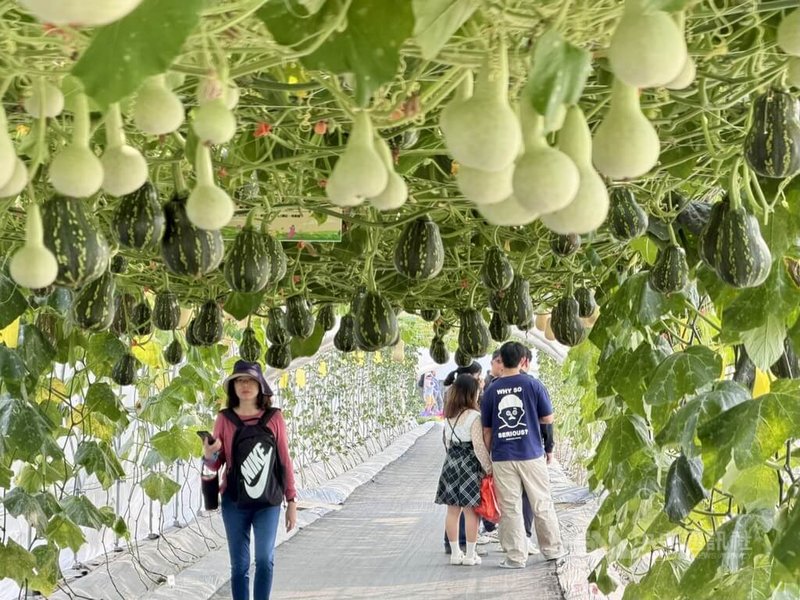 2026屏東熱帶農業博覽會7日盛大開幕，長達350公尺的瓜果長廊是以瓜果植栽打造綠意盎然的體驗廊道，並結合食農互動活動，讓民眾體驗瓜果豐收之趣。中央社記者李卉婷攝 115年2月7日