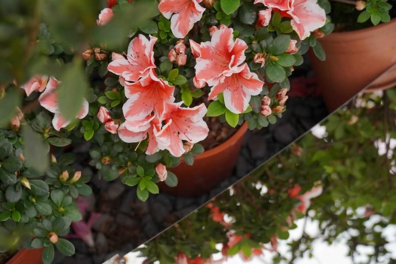 新北市「2026萬金杜鵑花展」7日正式揭幕，在金山區中山溫泉公園、萬里區瑪鋉運動公園、觀光公園及大鵬足湯公園皆可欣賞杜鵑之美。（新北市農業局提供）中央社記者黃旭昇傳真　115年2月7日