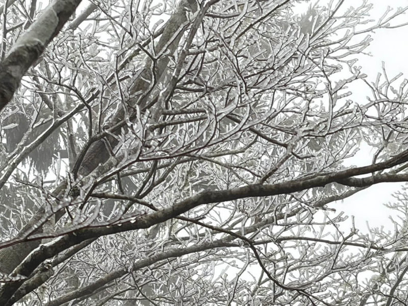 受寒流影響，太平山國家森林遊樂區約上午11時30分起，氣溫持續維持攝氏0度，太平山莊及翠峰湖一帶陸續出現冰霰，目前園區內道路尚未結冰，車輛通行暫時不用加掛雪鏈。（農業部林業及自然保育署宜蘭分署提供）中央社記者王朝鈺傳真 115年2月8日