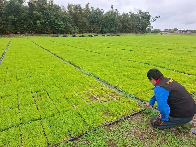 花蓮縣吉安鄉水稻秧苗因低溫導致受損，縣府反映災情爭取中央協助，農業部日前公告吉安鄉為水稻秧苗天然災害現金救助地區，符合資格農友自2月9日起至3月2日止盡速申辦。（花蓮縣政府提供）中央社記者李先鳳傳真　115年2月8日