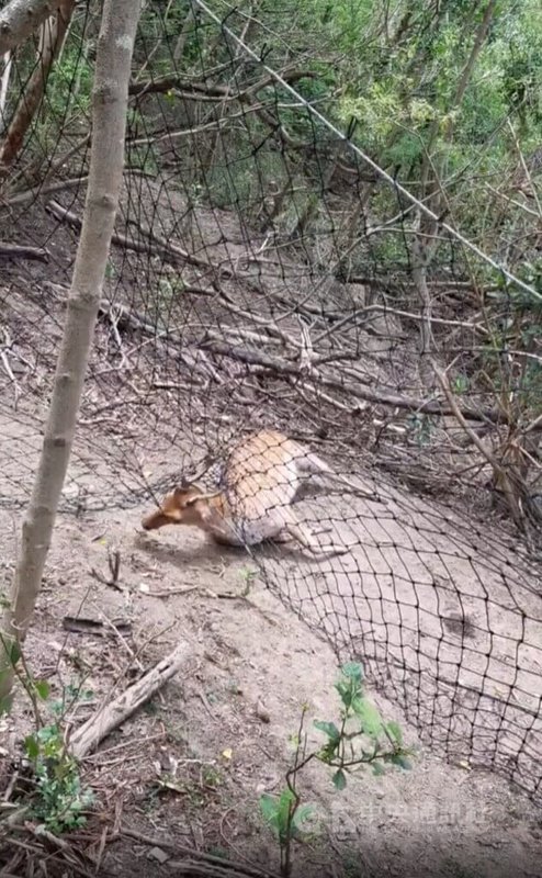 一名自稱墾丁社頂居民的網友，在臉書（Facebook）粉專「爆料公社」分享影片，呈現梅花鹿因鹿角卡在尼龍圍網上，奮力掙扎仍無法脫困。（取自爆料公社）中央社記者黃郁菁傳真 115年2月8日