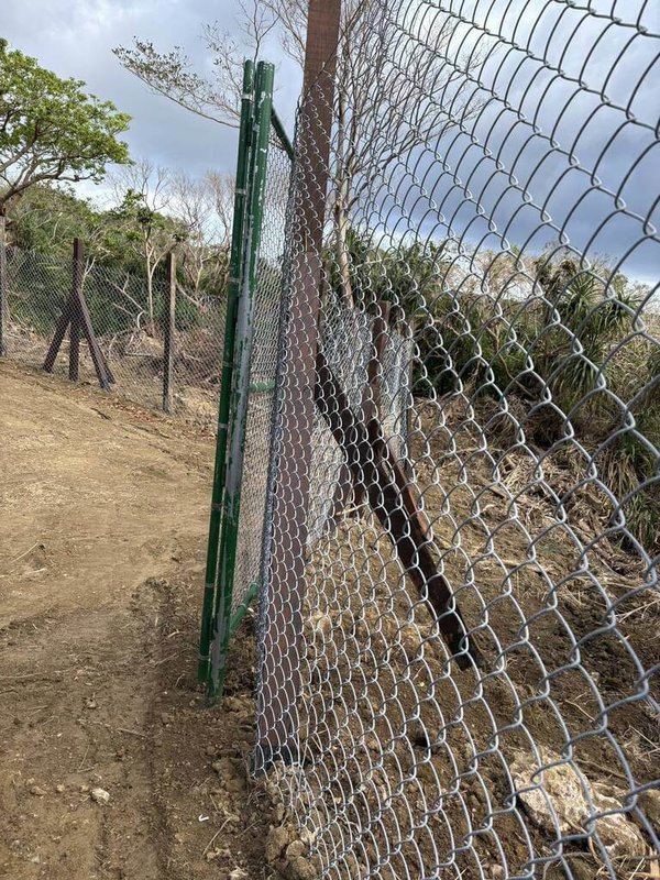 墾管處表示，早年林試所、墾丁牧場及農民等為防止梅花鹿啃食高位珊瑚礁珍稀林木、牧草及農作物等，設置尼龍圍網防護，近年皆已改成較易脫困的菱形鐵絲網。（墾丁國家公園管理處提供）中央社記者黃郁菁傳真 115年2月8日