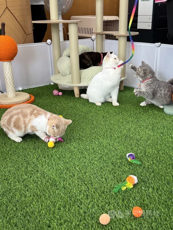 嘉義縣家畜疾病防治所8日在臉書（Facebook）粉絲專頁直播，由嘉義縣翁章梁抽出29名正備取認養人，為沒入的非法繁殖品種貓及緊急救援的混種貓找到新家，活動限定嘉義縣民參加，短短5天吸引5660人次登記，經審查後符合抽籤資格者4400人次，中籤率0.65%。 　中央社記者姜宜菁攝　115年2月8日