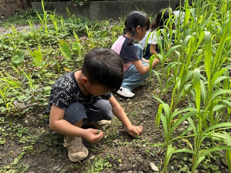 宜蘭縣南澳國小附幼打造「小泰雅山中記」主題課程，將部落知識與在地生活經驗融入教學，帶領幼兒走進山林、部落。（教育部提供）中央社記者許秩維傳真　115年2月9日