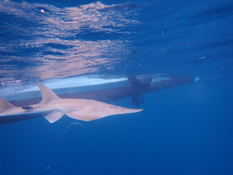 台灣特有的無斑龍紋鱝已被國際自然保護聯盟（IUCN）紅色名錄列為「極度瀕危（CR）」等級，農業部水產試驗所採取衛星標識放流追蹤，盼透過衛星回傳「無斑龍紋鱝」的移動路徑與活動深度等關鍵資料，補足其基礎生態背景。（水試所提供）中央社記者汪淑芬傳真　115年2月9日