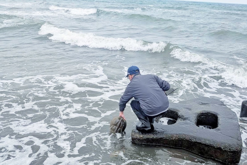 Xpark水族館日前在國立中山大學教授張懿團隊帶領下，於Xpark針對2025年底由海保署巡查員在市場所購置的3隻三棘鱟進行標記作業，並成功於原棲息海域野放。（Xpark水族館提供）中央社記者吳睿騏桃園傳真　115年2月9日