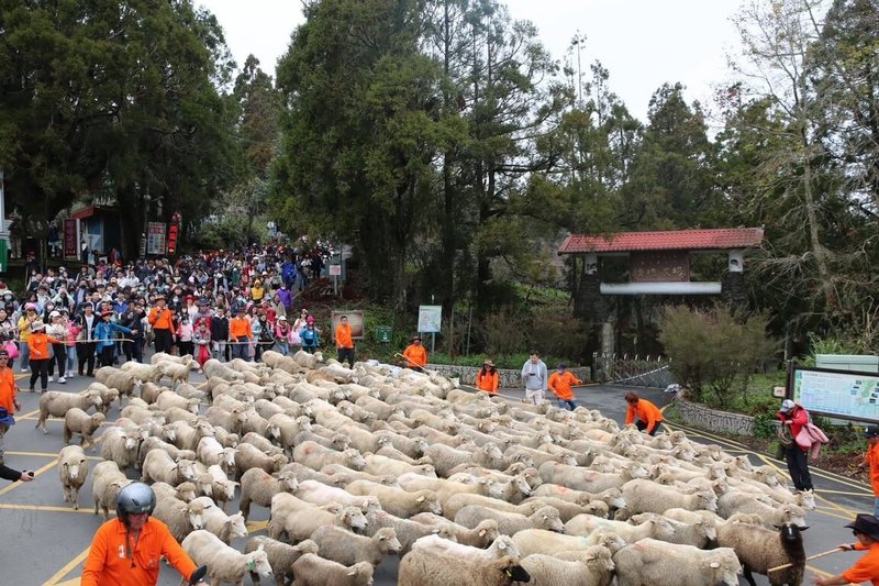 合歡山、清境農場等景區春節連假期間將湧入遊客，交通部公路局9日建議，單日旅遊者上午提早抵達景區、住宿者下午進入，分流以避開車潮。圖為清境農場特別活動。（清境農場提供）中央社記者蕭博陽南投縣傳真　115年2月9日