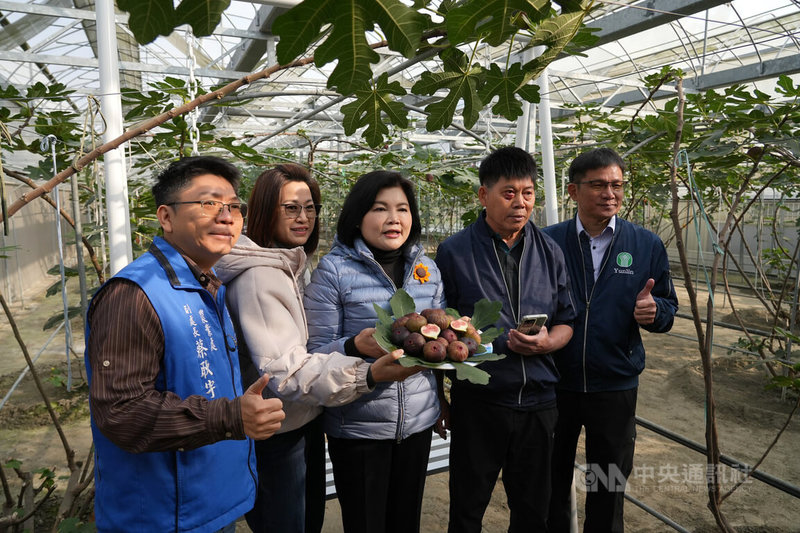 雲林縣斗六市和興無花果園透過智慧科技掌握果園環境、控制天窗與灌溉系統，大幅降低勞力負擔，也有效避免風災雨災造成的損失，縣長張麗善（中）9日前往果園了解智慧農業設施應用成果。　中央社記者姜宜菁攝　115年2月9日