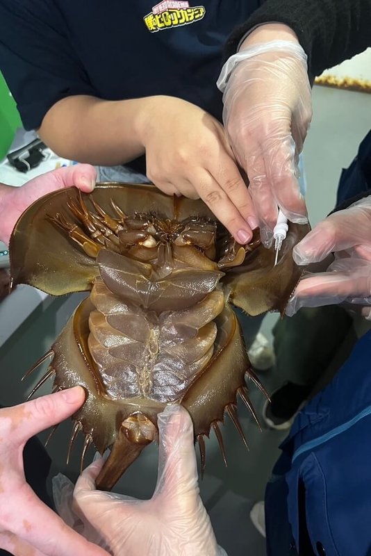 Xpark水族館作為桃園市海龜保育教育暨救傷中心，不僅協助救傷與收容海龜，近日更將能量擴及三棘鱟物種。（Xpark水族館提供）中央社記者吳睿騏桃園傳真　115年2月9日