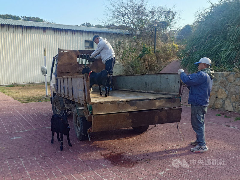 連江縣政府產業發展處10日下午首度舉行無主羊公開招標，由周正勇（右）以新台幣2萬1200元得標6隻成羊。他得標後隨即在家人協助下，領走標售羊隻。中央社記者潘欣彤攝　115年2月10日