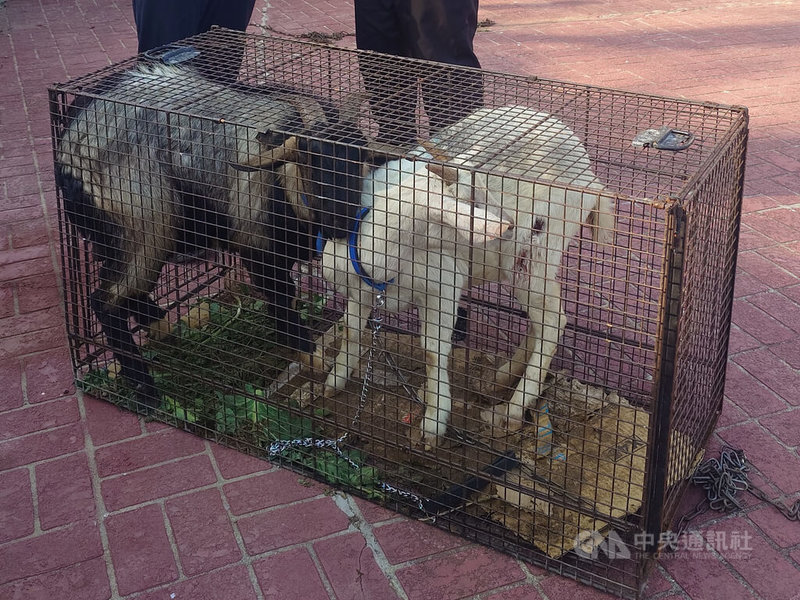 連江縣政府產業發展處10日下午首度舉行無主羊公開招標，標的物為6隻成羊，最後由周正勇以新台幣2萬1200元得標。圖為部分標售羊隻。中央社記者潘欣彤攝　115年2月10日
