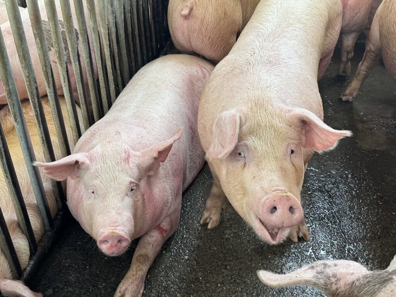 雲林肉品市場總經理黃加安表示，115年1月底至今，毛豬拍賣頭數每天約2500至2900頭，11日有3100頭，拍賣均價約每公斤新台幣85至90元，與114年同期相比價格已趨於回穩，市場交易秩序良好，足以因應年節消費需求。中央社記者姜宜菁攝  115年2月11日