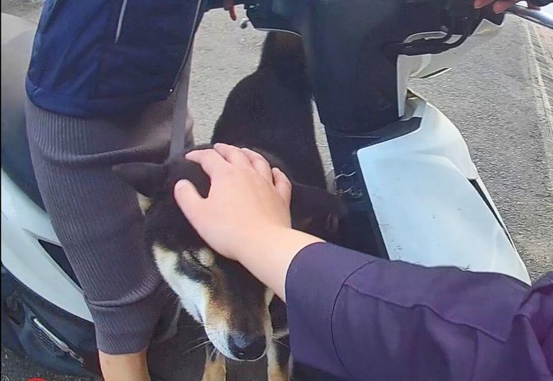 嘉義縣水上鄉近日一隻柴犬在路上迷途，縣警局水上分局水上聯合所警員挨家挨戶詢問，讓牠重回主人懷抱。（警方提供）中央社記者蔡智明傳真　115年2月12日