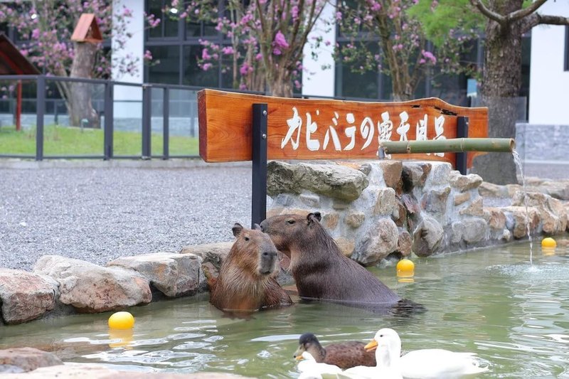 南投縣九九峰動物樂園派團隊進駐宜蘭縣萌寵農場（圖）照顧動物、運作管理，讓愛與照護不中斷，但不涉及動產、不動產交易買賣，目前雙方未定合作期限。（九九峰動物樂園提供）中央社記者蕭博陽南投縣傳真　115年2月12日