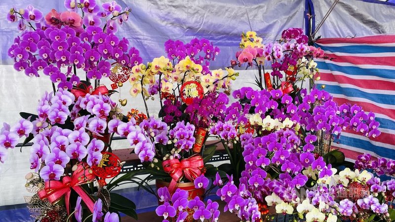 迎接農曆春節，台東市南京路蝴蝶蘭花市登場，預計營運至16日除夕中午，欲買花添喜氣的民眾要把握時間。中央社記者盧太城台東攝　115年2月12日