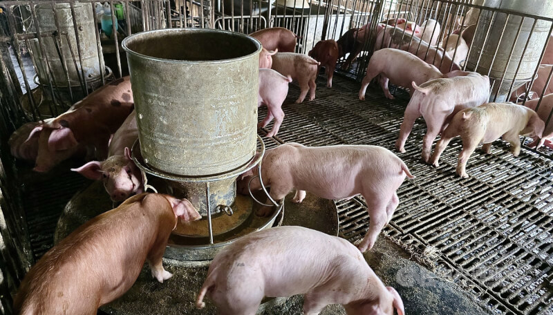 圖為高雄養豬場一景。（中央社檔案照片）