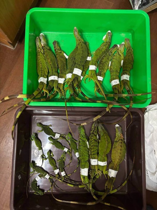 苗栗縣政府委託團隊調查監測及移除外來種綠鬣蜥，日前在頭份市中港溪流域一口氣移除22隻，其中多隻是民國113年及114年繁衍孵化的第2代個體。（苗栗縣政府提供）中央社記者管瑞平傳真　115年2月12日