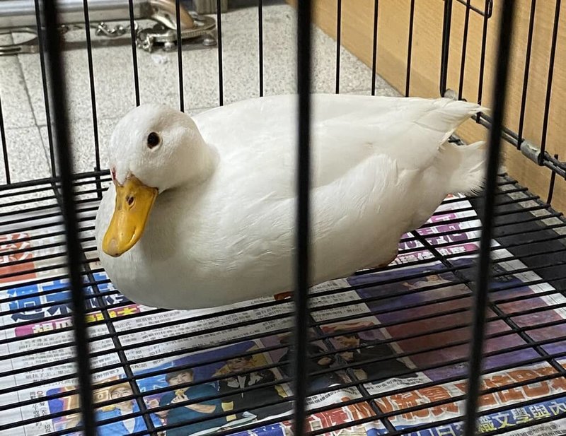 嘉義縣水上鄉近日發生寵物鴨在大馬路亂跑，縣警局水上分局水上聯合所警員捕獲後，挨家挨戶詢問，讓牠重回主人懷抱。（警方提供）中央社記者蔡智明傳真115年2月12日