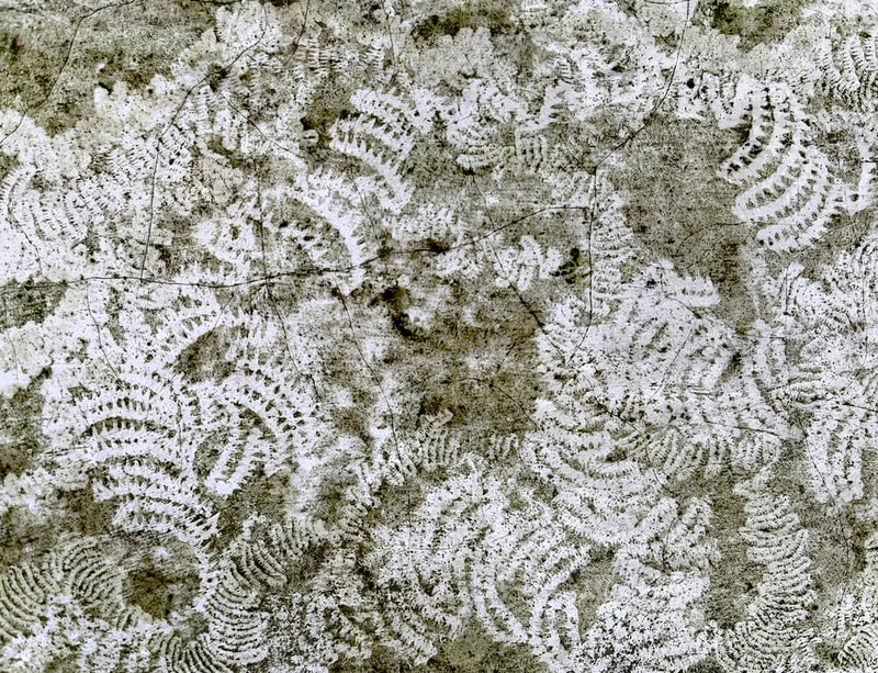 大英博物館將在英國時間18日入藏3件台灣當代藝術作品，其中之一為藝術家李若玫的「蟲徑」，透過攝影捕捉日常的微觀，蝸牛爬行痕跡如繪畫般留下筆勢與時間性。（李若玫提供）中央社記者王寶兒傳真　115年2月13日