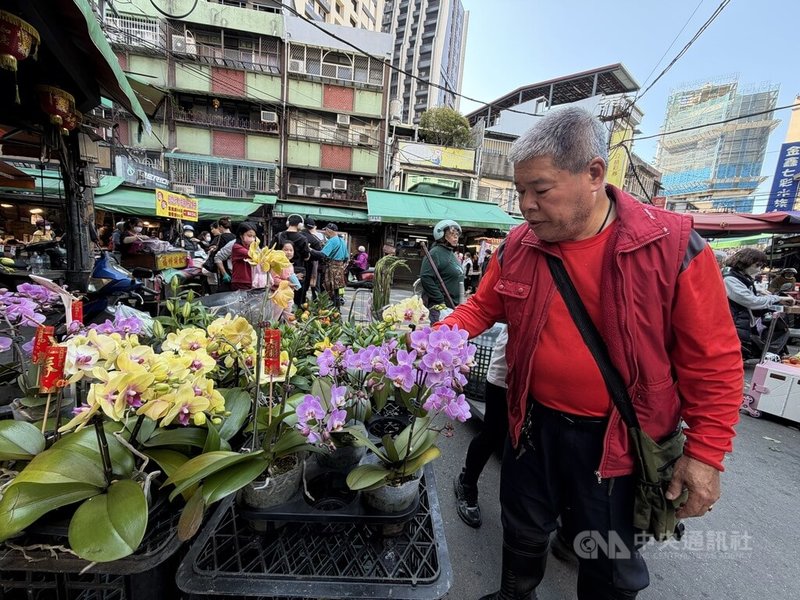 台美已正式完成「對等貿易協定（ART）」簽署，其中台灣之光的蝴蝶蘭，稅率從原本的32%降為零關稅，將大幅鞏固台灣蘭花在美國的市占率。年節將至，民眾到台北市北投區市場挑選蘭花。中央社記者徐肇昌攝　115年2月13日