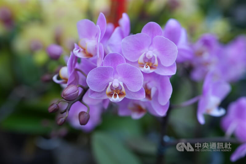 台美已正式完成「對等貿易協定（ART）」簽署，農業部以台灣外銷美國農產主力產品蝴蝶蘭為例，銷美關稅將降為零，而主要競爭對手國荷蘭的關稅則為15%，將有助台灣蝴蝶蘭進一步擴大在美國的市占率。中央社記者徐肇昌攝　115年2月13日