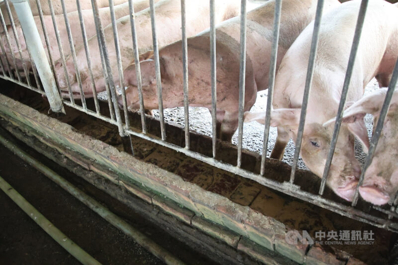 圖為高雄市一處養豬場內豬隻。（中央社檔案照片）