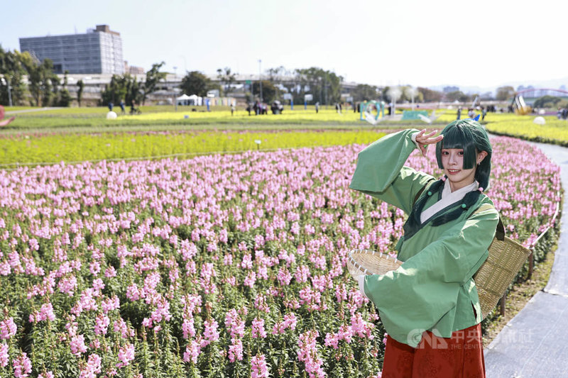2026台北古亭河濱公園花海陸續綻放，14日有coser在粉色花田前拍照，花海與城市景觀交織。中央社記者鄭清元攝　115年2月14日
