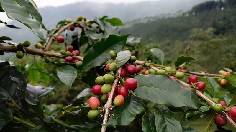 嘉義縣梅山鄉龍眼村民曾裕謙夫婦為實現已故女兒願望，在自家院落開設咖啡、茗茶莊園，莊園旁就可見鮮紅咖啡豆。（曾裕謙夫婦提供）中央社記者蔡智明傳真　115年2月14日