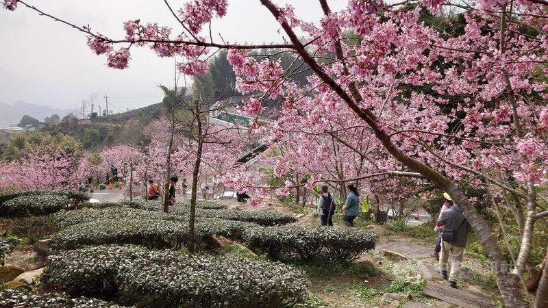 嘉義縣政府推薦春遊頂石棹步道群,春季時櫻花盛開,美不勝收,遊客如織。中央社記者蔡智明攝 115年2月14日